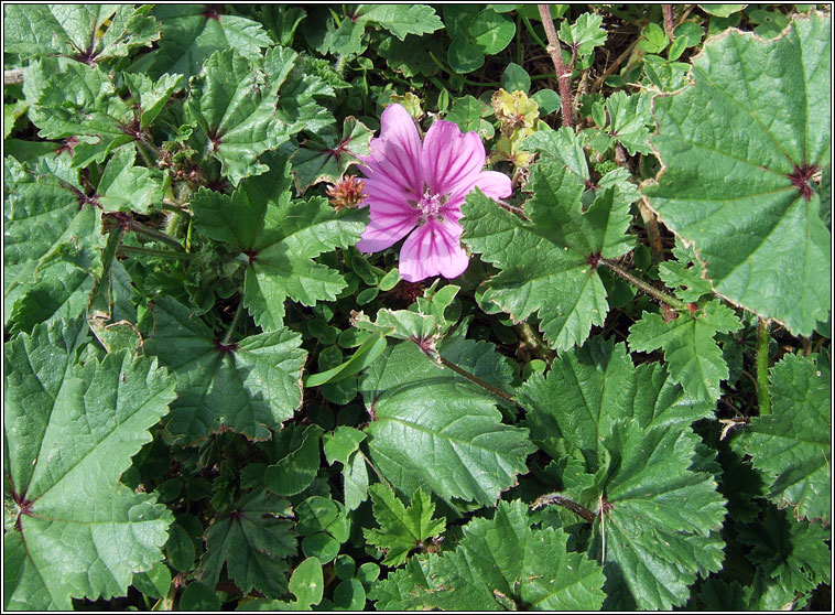 Common Mallow, Malva sylvestris, Lus na meall Muire