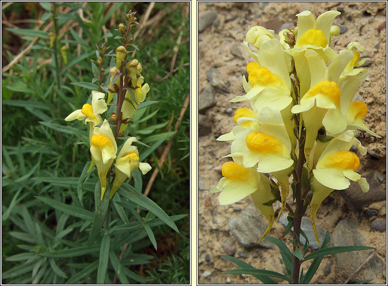 Common Toadflax, Linaria vulgaris, Buaflon