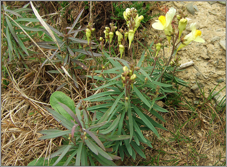 Common Toadflax, Linaria vulgaris, Buaflon