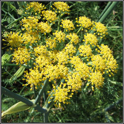 Fennel, Foeniculum vulgare, Final