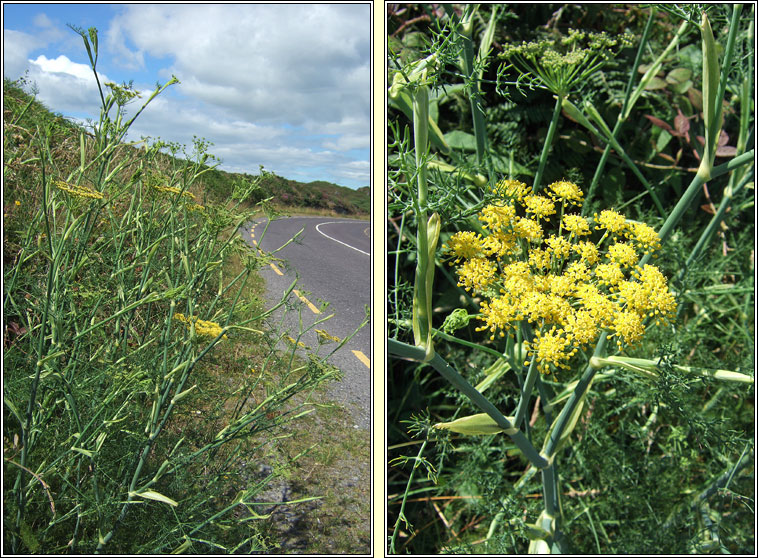 Fennel, Foeniculum vulgare, Final