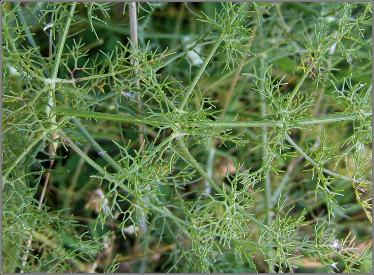 Fennel, Foeniculum vulgare, Final