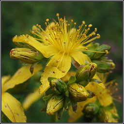 Hybrid St.John's-wort, Hypericum x desetangsii