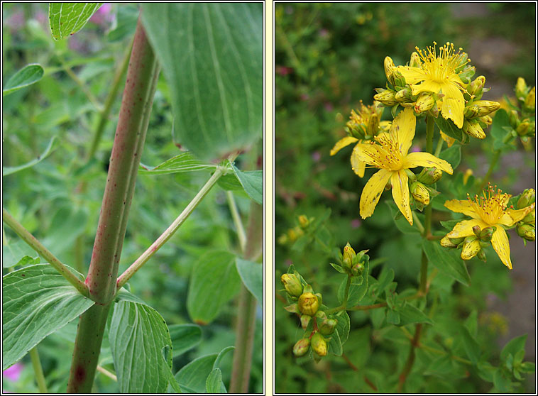 Hybrid St.John's-wort, Hypericum x desetangsii