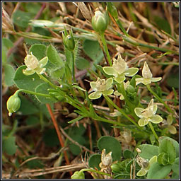 Annual Pearlwort, Sagina apetala, Mongn lom