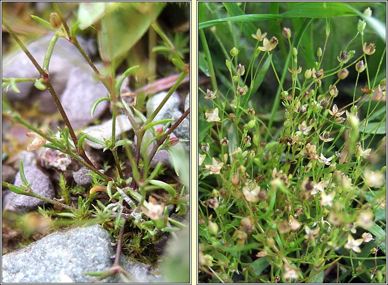 Annual Pearlwort, Sagina apetala, Mongn lom