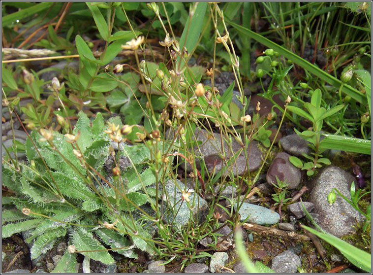 Annual Pearlwort, Sagina apetala, Mongn lom