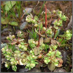 Allseed, Linum radiola, Gathn ln