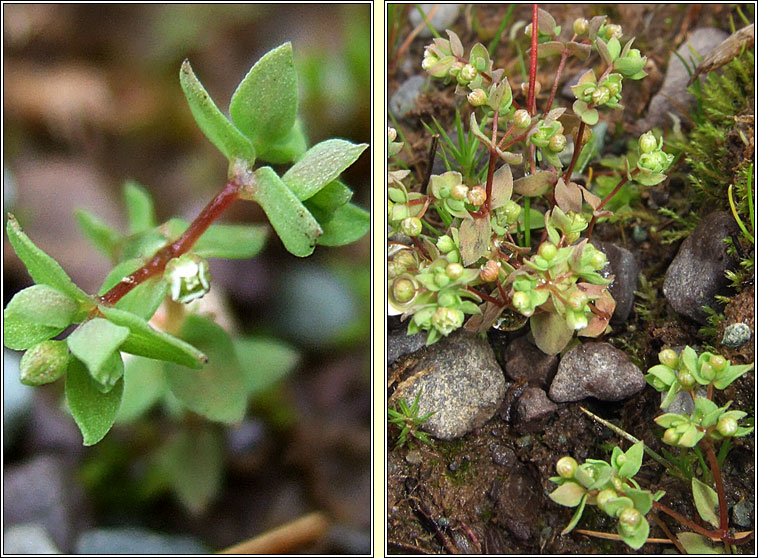 Allseed, Linum radiola, Gathn ln