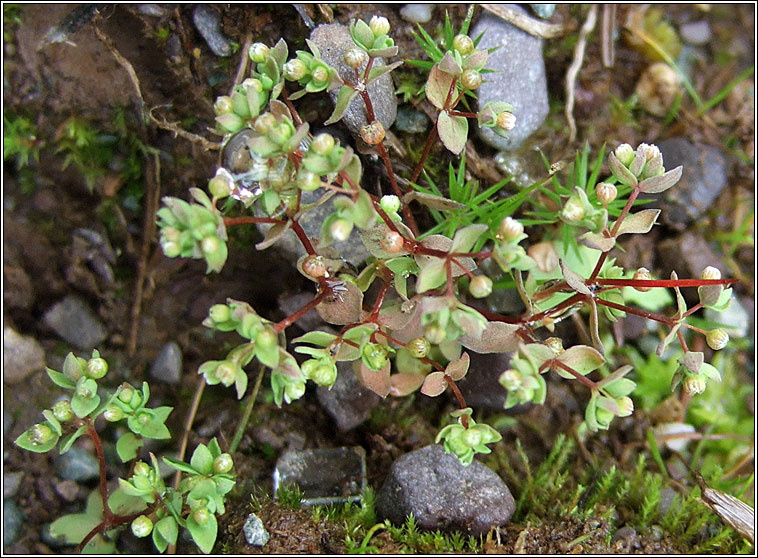 Allseed, Radiola linoides, Gathn ln