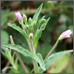 Short-fruited Willowherb, Epilobium obscurum, saileachn caol