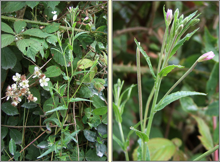 Short-fruited Willowherb, Epilobium obscurum, saileachn caol