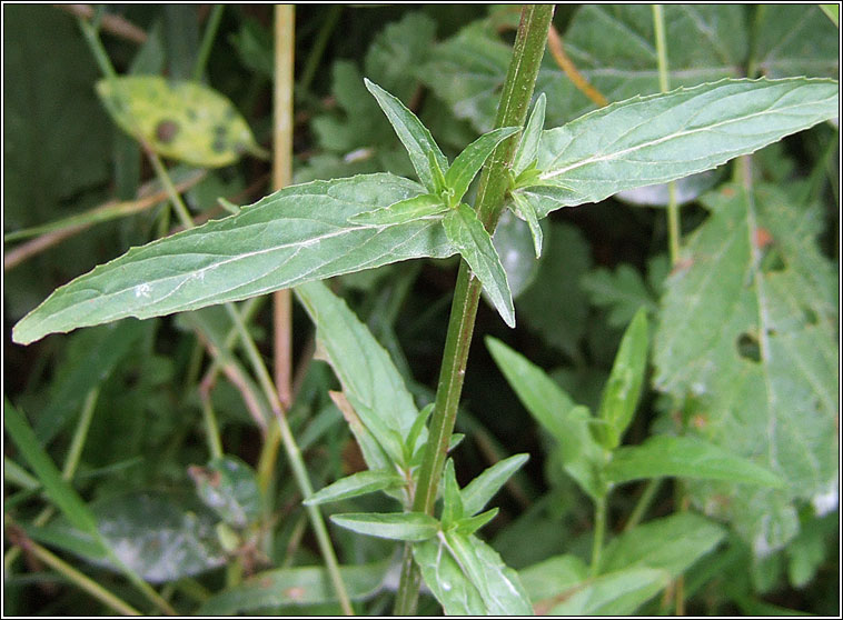 Short-fruited Willowherb, Epilobium obscurum, saileachn caol