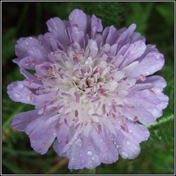 Field Scabious, Knautia arvensis, Cab an ghasin