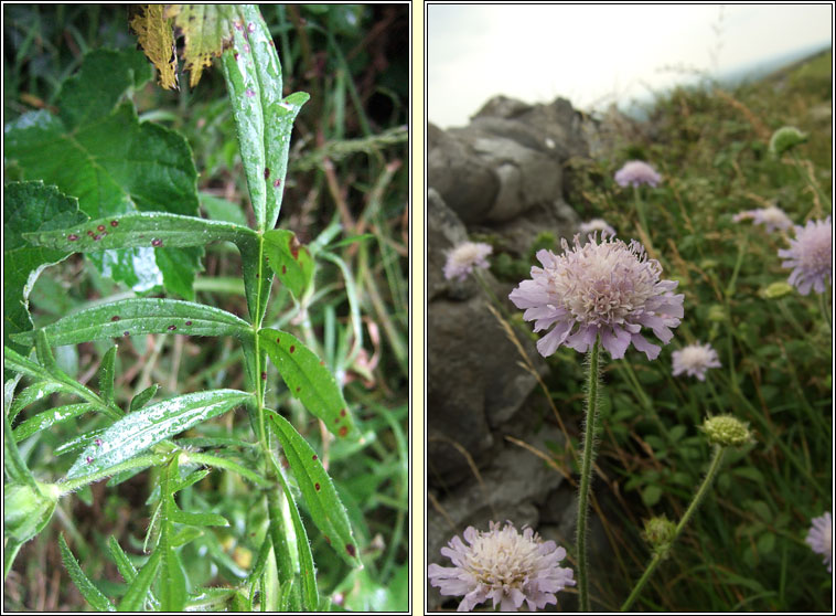 Field Scabious, Knautia arvensis, Cab an ghasin