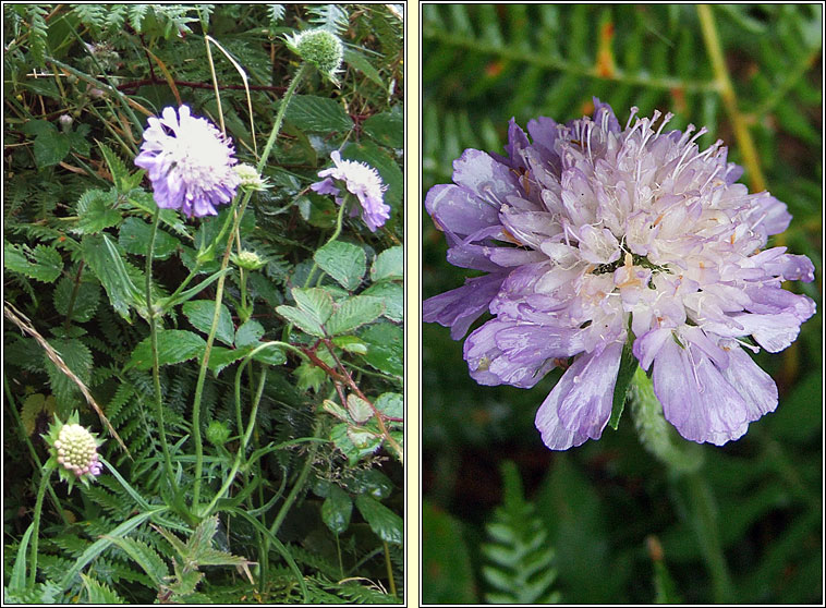 Field Scabious, Knautia arvensis, Cab an ghasin