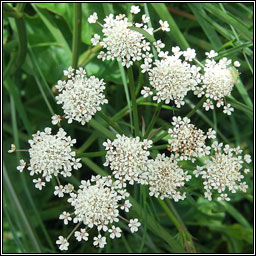 Parsley Water-Dropwort, Oenanthe lachenalii, Dthabha peirsile