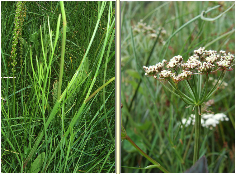 Parsley Water-Dropwort, Oenanthe lachenalii, Dthabha peirsile