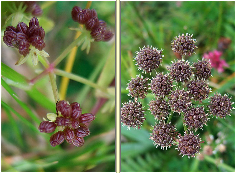 Parsley Water-Dropwort, Oenanthe lachenalii, Dthabha peirsile