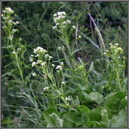 Horse-radish, Armoracia rusticana, Meacan ragaim