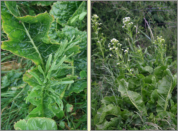 Horse-radish, Armoracia rusticana, Meacan ragaim