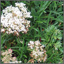 Sea Carrot, Daucus carota subsp gummifer, Mealbhacn mara