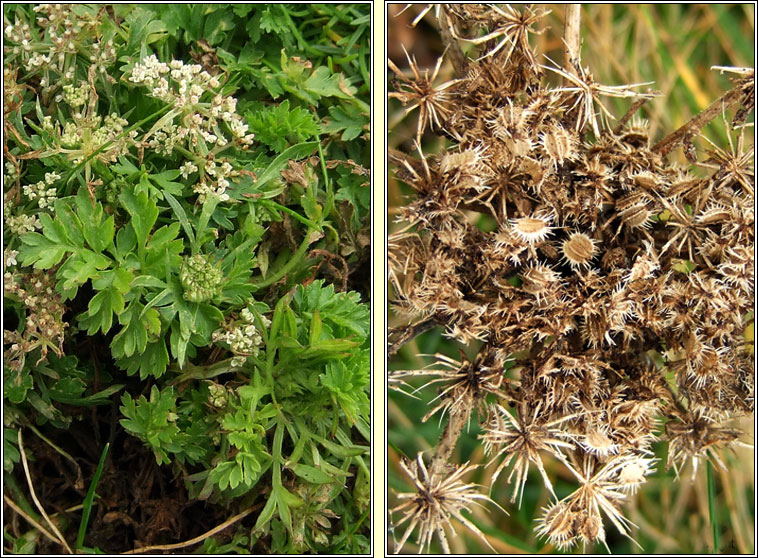 Sea Carrot, Daucus carota subsp gummifer, Mealbhacn mara