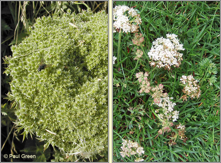 Sea Carrot, Daucus carota subsp gummifer, Mealbhacn mara