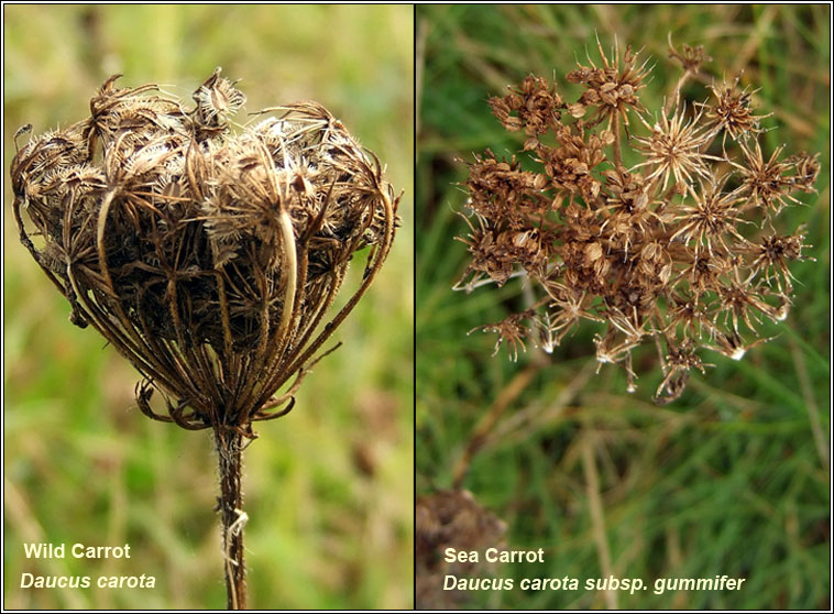 Sea Carrot, Daucus carota subsp gummifer, comparison