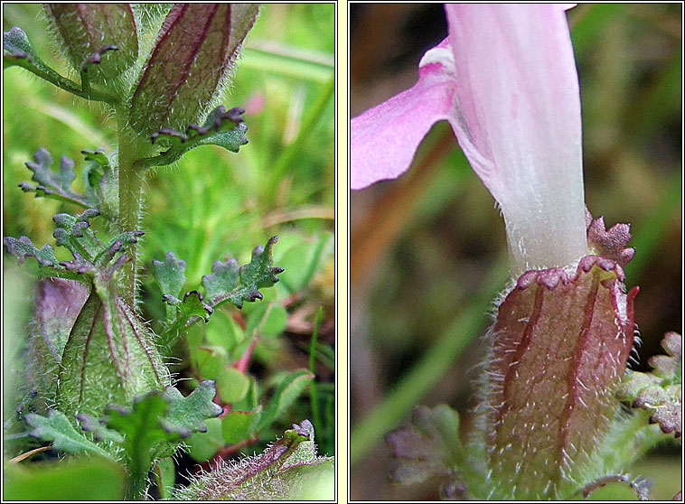 Irish Lousewort, Pedicularis sylvatica subsp hibernica, Lus an ghiolla