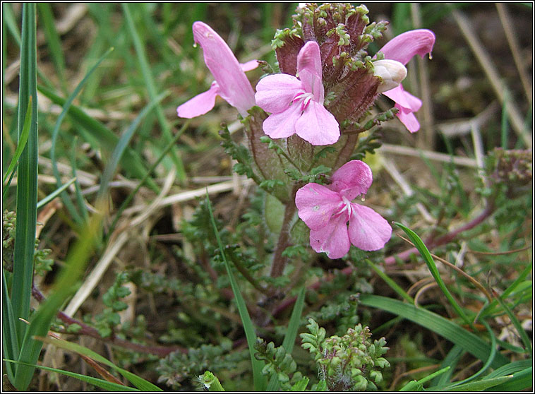 Irish Lousewort, Pedicularis sylvatica subsp hibernica, Lus an ghiolla