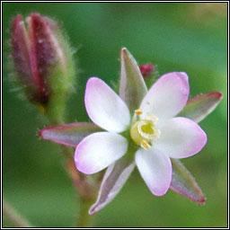 Lesser Sea-spurrey, Spergularia marina, Cabris mhara bheag