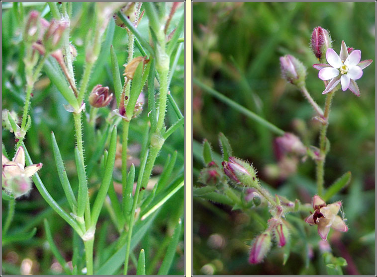 Lesser Sea-spurrey, Spergularia marina, Cabris mhara bheag