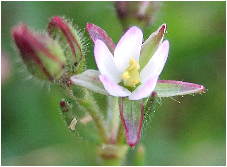 Lesser Sea-spurrey, Spergularia marina, Cabris mhara bheag