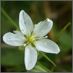 Knotted Pearlwort, Sagina nodosa, Mongn glineach