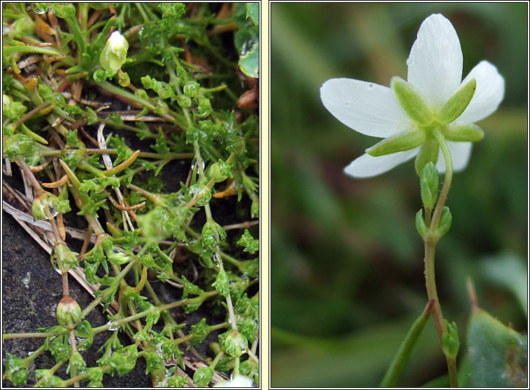 Knotted Pearlwort, Sagina nodosa, Mongn glineach