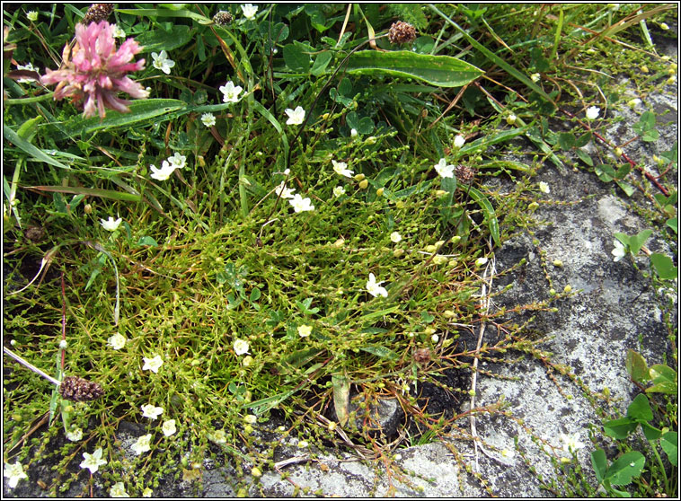 Knotted Pearlwort, Sagina nodosa, Mongn glineach