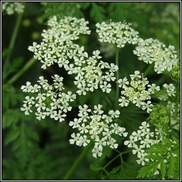 Hemlock, Conium maculatum, Moing mhear