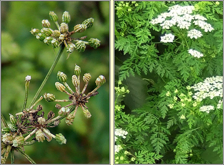 Hemlock, Conium maculatum, Moing mhear