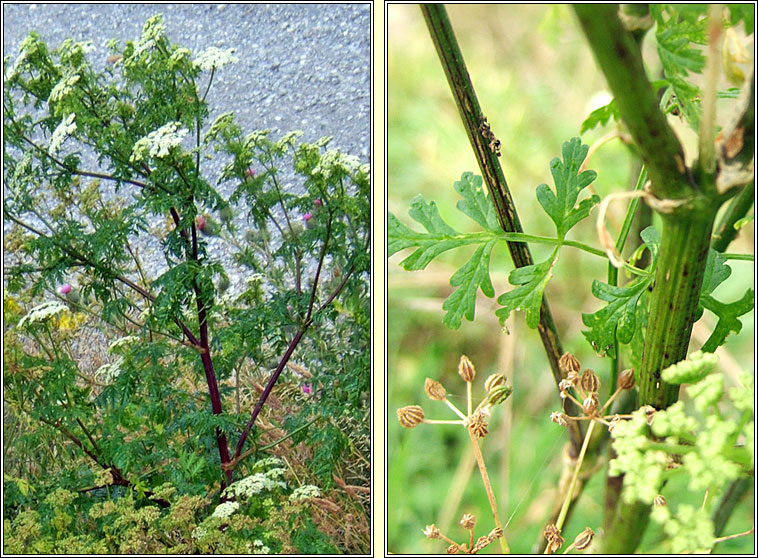 Hemlock, Conium maculatum, Moing mhear