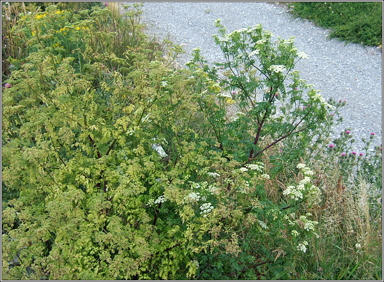 Hemlock, Conium maculatum, Moing mhear