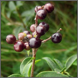 Wild Privet, Ligustrum vulgare, Pribhad