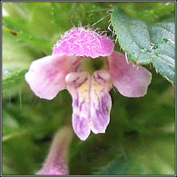 Bifid Hemp-nettle, Galeopsis bifida, Ga bi