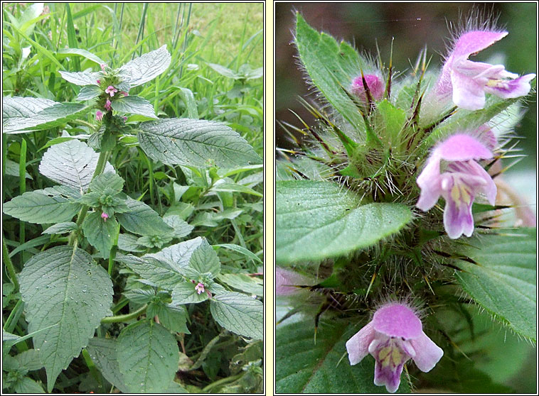 Bifid Hemp-nettle, Galeopsis bifida, Ga bi