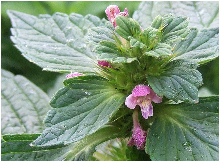 Bifid Hemp-nettle, Galeopsis bifida, Ga bi