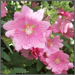 Garden Tree-mallow, Malva x clementii