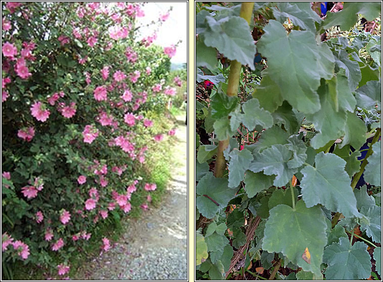 Garden Tree-mallow, Lavatera x clementii