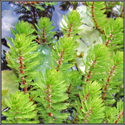 Parrot's-feather, Myriophyllum aquaticum