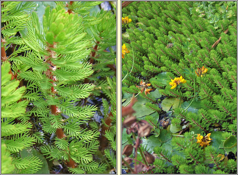 Parrots-feather, Myriophyllum aquaticum