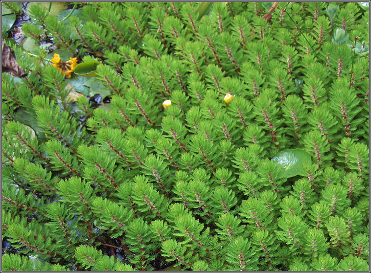 Parrots-feather, Myriophyllum aquaticum